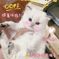 幼猫到家全攻略✅疫苗驱虫、日常护理、省钱避坑清单