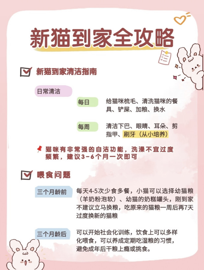 猫咪