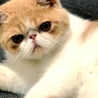 加菲猫太胖了？2026年9月低脂猫粮怎么选，这份榜单帮你选对粮！