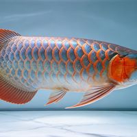 红龙发色慢？试试这招喂食法