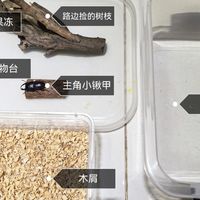 九月接锹甲，三条路哪条最坑？全网产卵记录摆在这儿，赌的不是运气