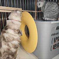 养猫家庭封神✨再也不用跟满地猫砂和解了😭