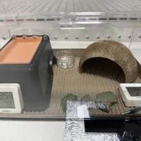 豹纹守宫最怕的不是寒冬，是秋天这段没供暖的日子：降温前把50到200元的三档加热方案备好