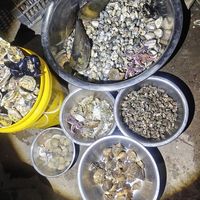 开海第一桶蛤蜊，一半人输在回家之后：吐沙四派和48小时存活线
