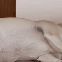被骂"客厅版好六"的毛雪汪，我把新季节目扒了一遍：哪几期值得你留饭点