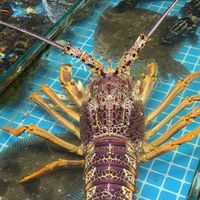 开海季皮皮虾行情出来了：带膏的比无膏贵近一倍，选、做、剥之前先看这篇