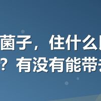 想去采菌子，住什么民宿比较方便？有没有能带去的？