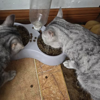 挑食猫秒变干饭怪！京七冻干猫粮真香体验