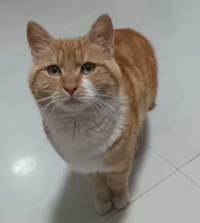 猫咪