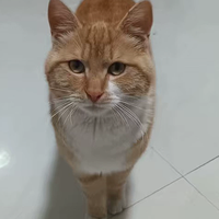 科学喂养猫咪避开常见误区