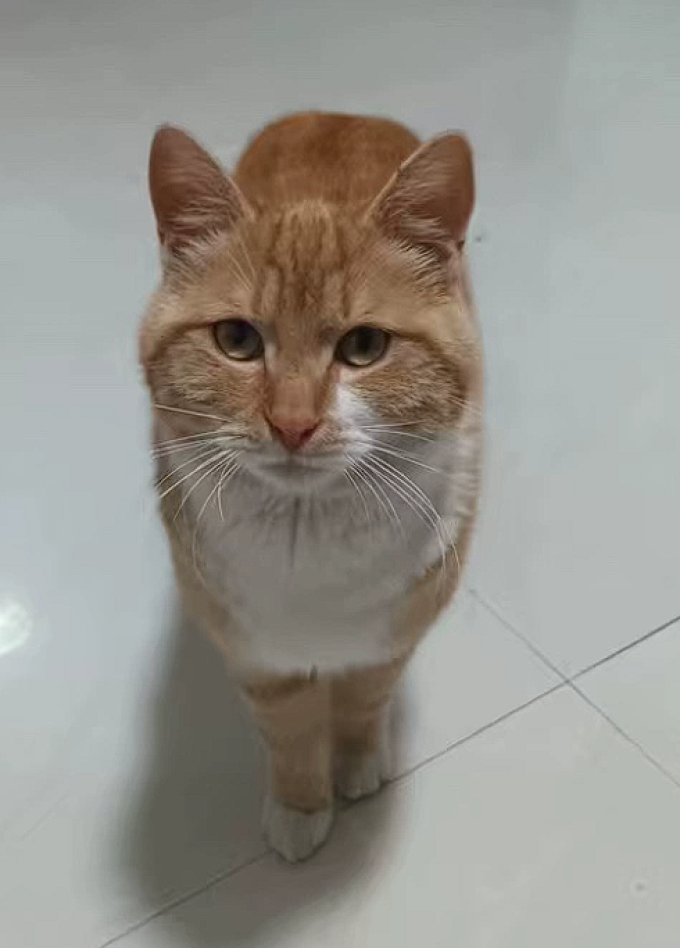 猫咪