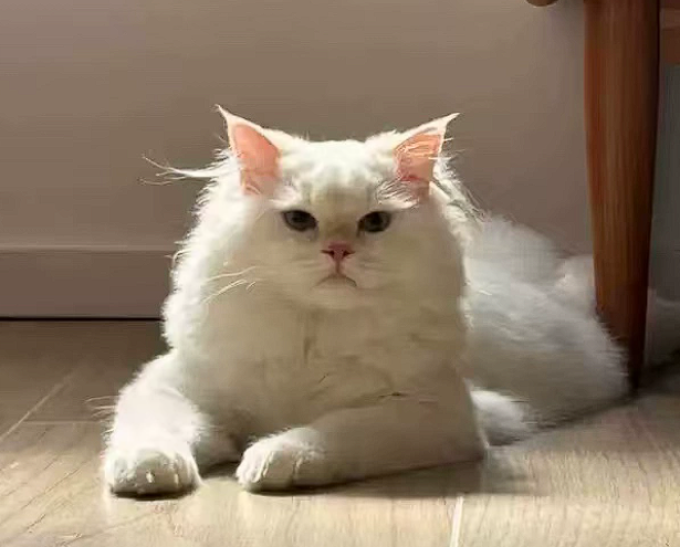 猫咪