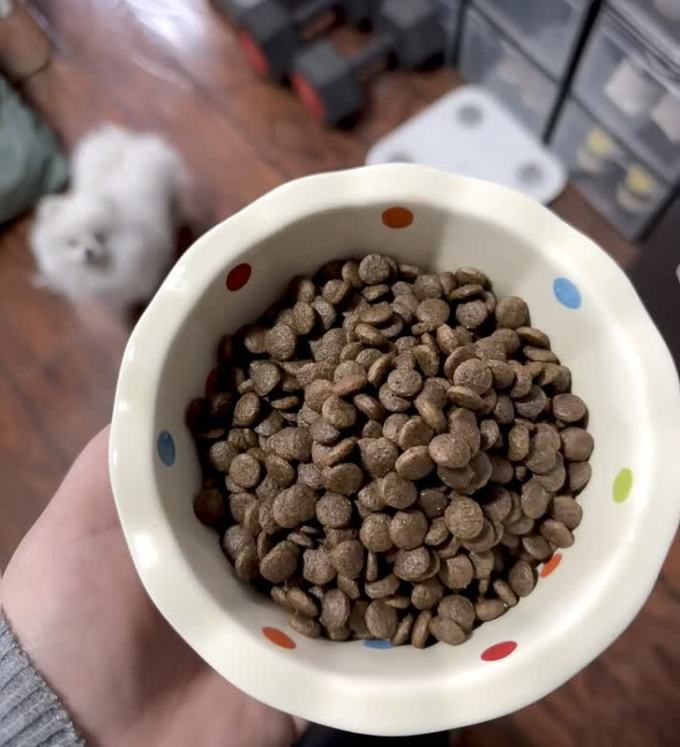 狗粮