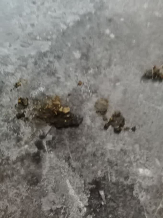 狗粮