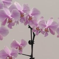 蝴蝶兰只在顶端开几朵？别急，3个小技巧，轻松让整根枝条开满花