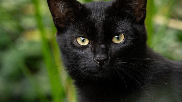 猫粮品牌怎么选？希喂、法米娜、麦富迪舒然猫粮哪款性价比最高？