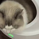 出差三天，猫没生气我也没焦虑，多得这个智能冷暖宠物窝