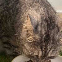 想要猫咪增重选哪种猫粮好？希喂、有鱼、高爷家哪款猫粮值得入手