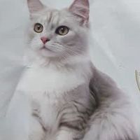 一袋搞定全阶段？多猫家庭真香实测