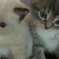 猫咪肠胃敏感要怎么选猫粮？希喂、渴望、蓝氏哪款猫粮最值得入手