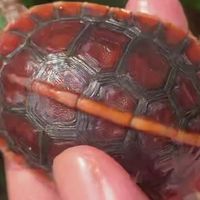 龟谷鳖老黄缘龟2026年8月开箱实测｜红裙边，证件饲养礼包齐全
