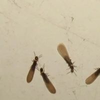 衣柜发霉墙角掉木屑，白蚁最怕三种药哪个好用？这么选才踏实