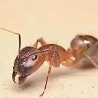 花盆里总有蚂蚁爬来爬去？别急着乱喷药，先搞懂怎么治本