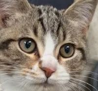 网易严选宠爱猫粮：美毛护肠胃，性价比之选