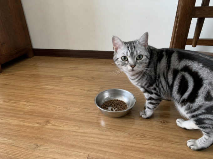 猫粮