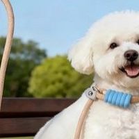 养狗10年踩过的坑，全写在这了｜新手养宠避坑指南
