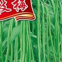 清炒与干煸：豆角里的两重人生