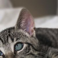 热门猫粮怎么选？希喂、阿飞和巴弟、好主人猫粮哪款性价比最高？