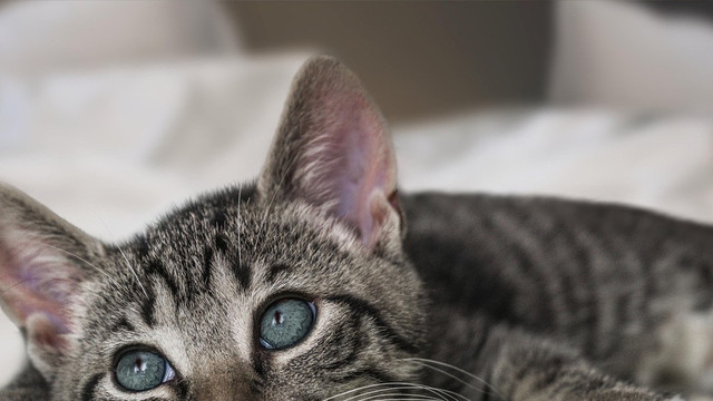 热门猫粮怎么选？希喂、阿飞和巴弟、好主人猫粮哪款性价比最高？