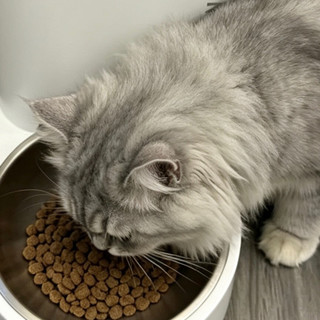 小佩智能喂食器SOLO一周体验：这笔钱花得值！