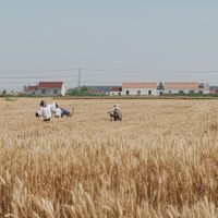 皇家把新产能押在老年猫的饭碗上：天津湿粮线扩建、处方湿粮明年落地，干湿转换这笔账现在怎么算
