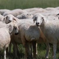 羊肉收购价同比涨2-3元，出栏季已经启动：9月囤肉窗口期，把在家烤串的账算清