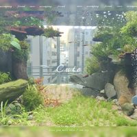 长城杯与开缸骨架 | 水族造景9.2日报