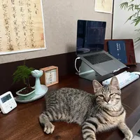 你家猫的"品种"其实是花色：想明白这一层，买猫至少省三千