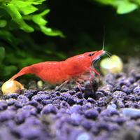 缸里突然多出“虾尸”？先别急着捞：观赏虾蜕壳的7种现场对照表