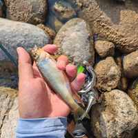 2.6万艘渔船出海刷屏,但溪流不认这个日子:微物党这周末进山,先过这4道关