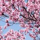 「个个都想嫁给他」刷屏了：原唱34年前就唱过——杨钰莹《桃花运》版本梳理与原版收听指南