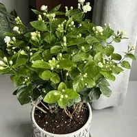 到家那团黄泥到底洗不洗？茉莉"洗根之争"吵出三派：先分清你那团是泥巴还是沙土