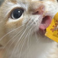 猫条检出三聚氰胺只有国标限量的1/46，品牌却下架退货：复盘这场100天风波，家里那半包这样喂