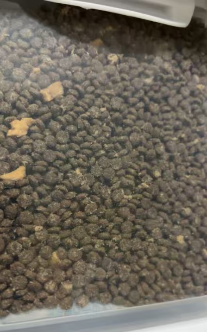 领先猫粮