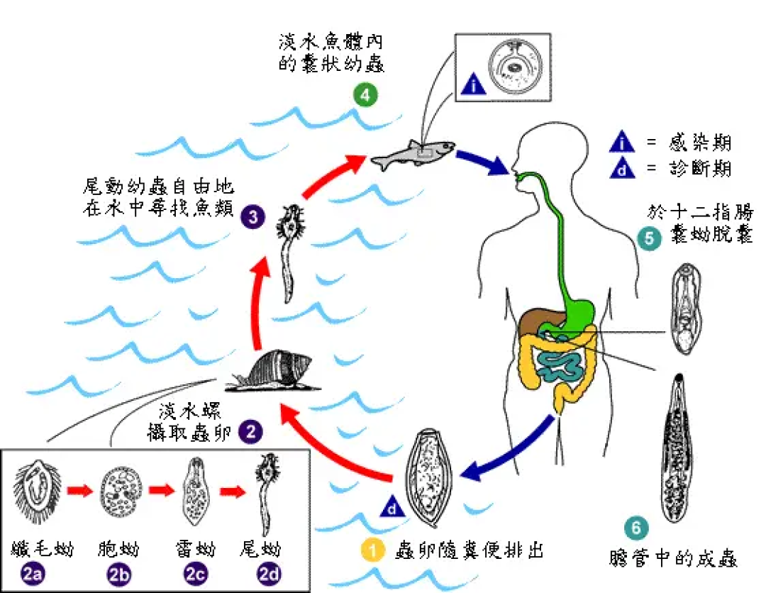 5人聚餐后全部确诊，4人肝受损！如此危险的美味你吃过吗？