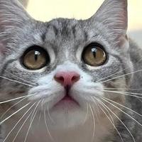 猫咪太瘦不长肉怎么喂？2026年9月高营养长肉猫粮甄选推荐