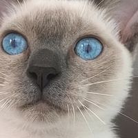 暹罗猫肠胃敏感软便吃什么猫粮好？2026年9月呵护肠胃猫粮推荐！