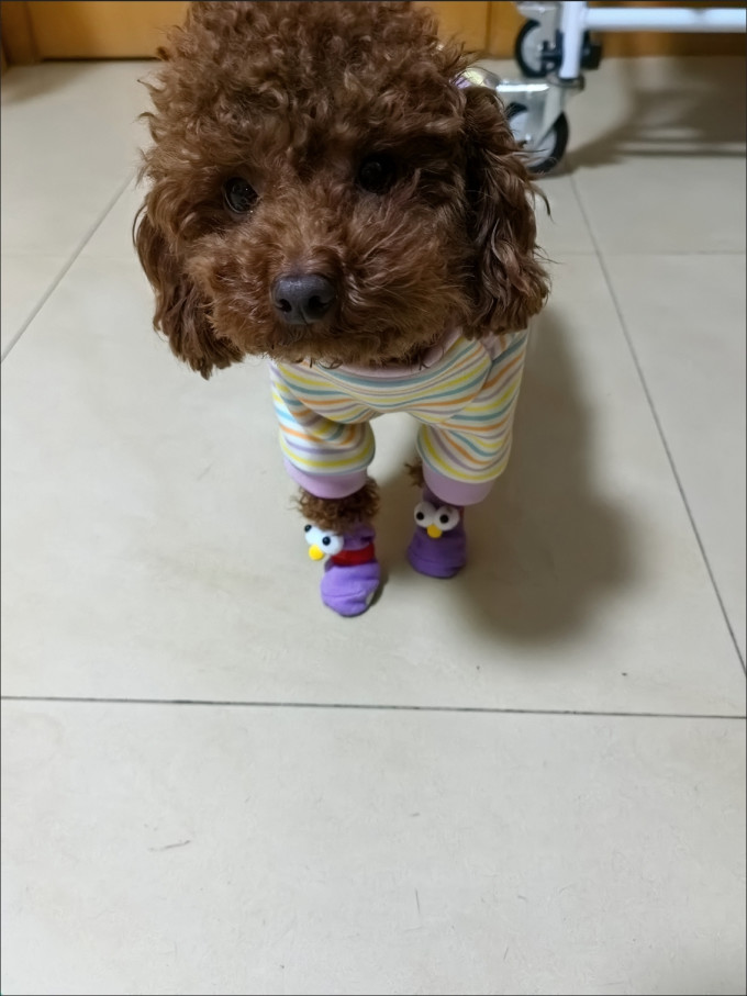 网易严选猫咪湿粮/罐头