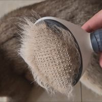 秋冬宠物防静电梳毛护理指南