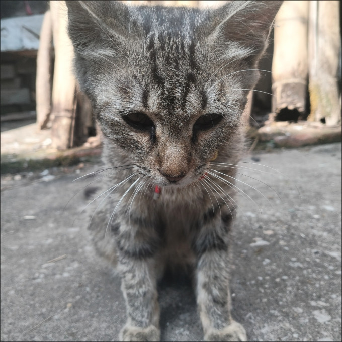 网易严选猫咪湿粮/罐头
